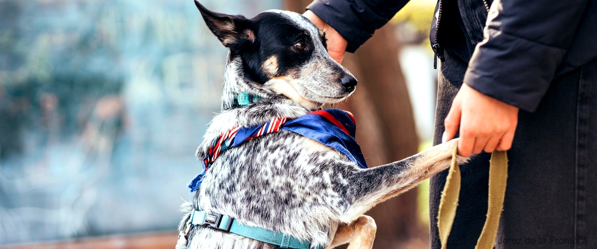 Los 5 mejores cursos de adiestramiento canino en Jerez de la Frontera