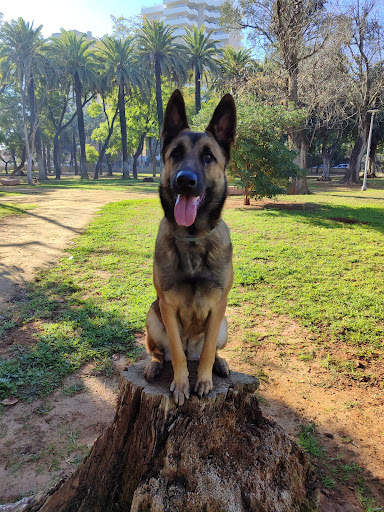 Eyracan Adiestramiento Canino   Luis Rodríguez