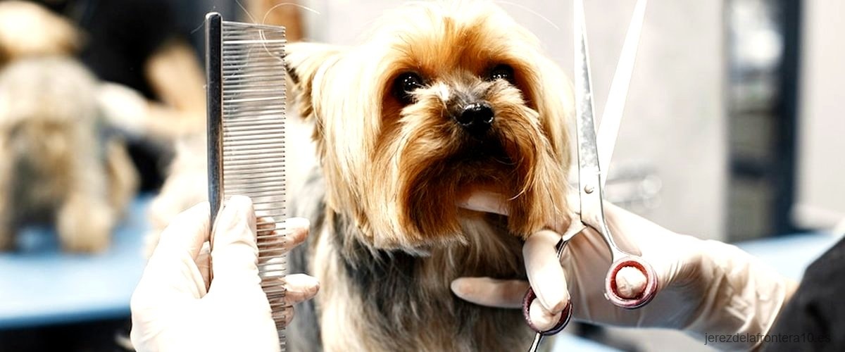 Las 9 mejores peluquerías caninas de Jerez de la Frontera